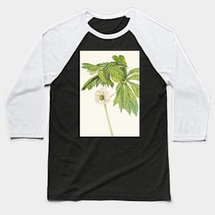 Mayapple - Botanical Illustration Baseball T-Shirt